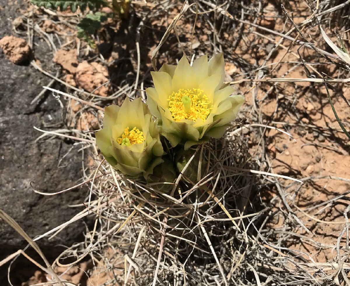 Detail Image Of Cactus Nomer 56