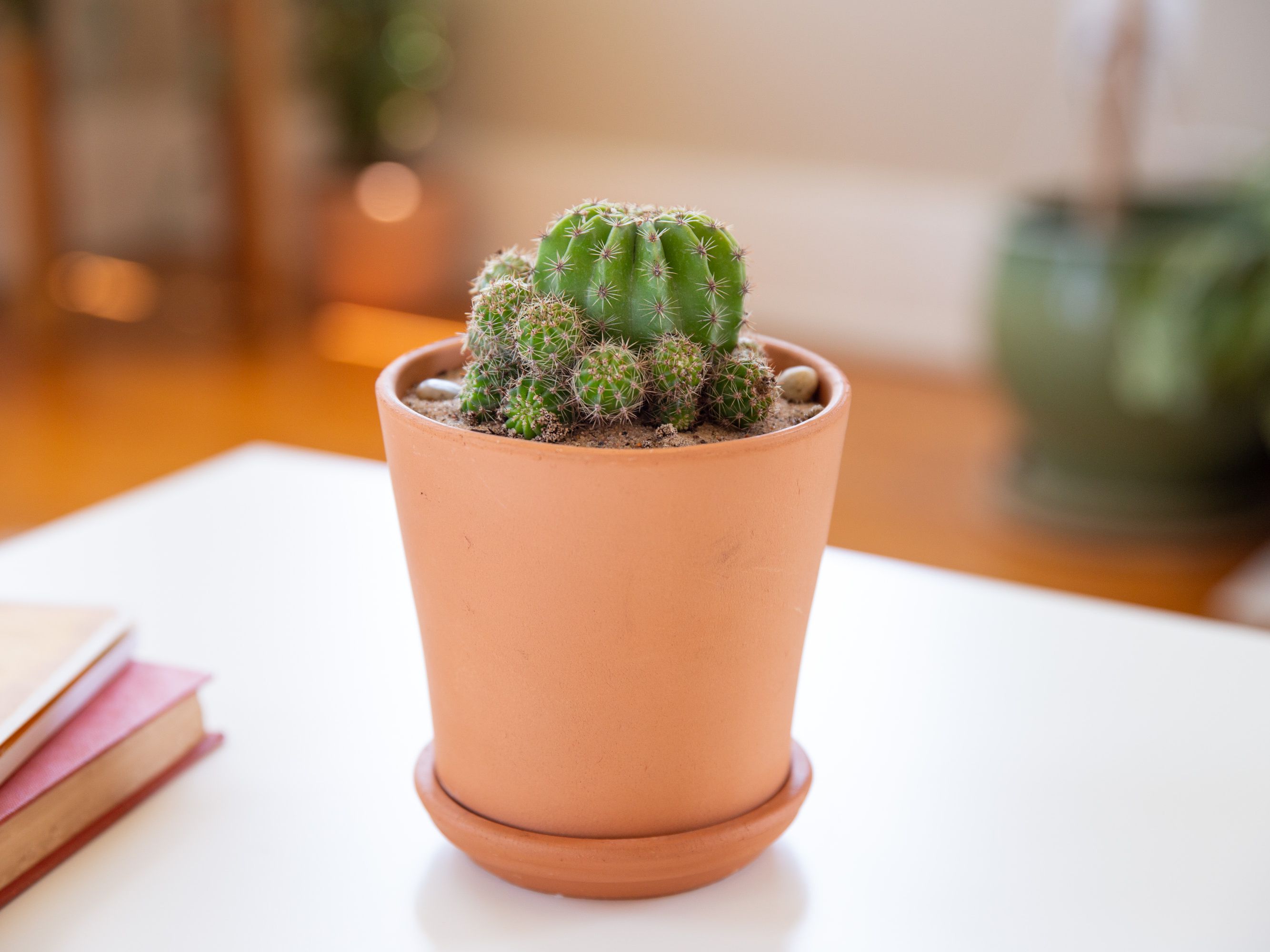 Detail Image Of Cactus Nomer 57