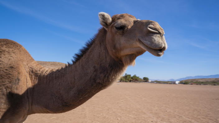 Detail Image Of Camel Nomer 35