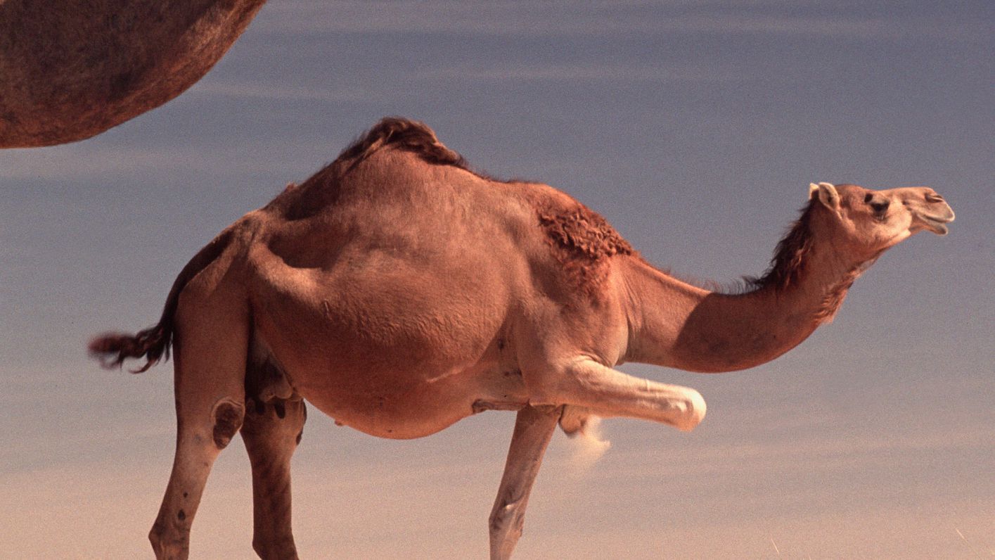 Detail Image Of Camel Nomer 42