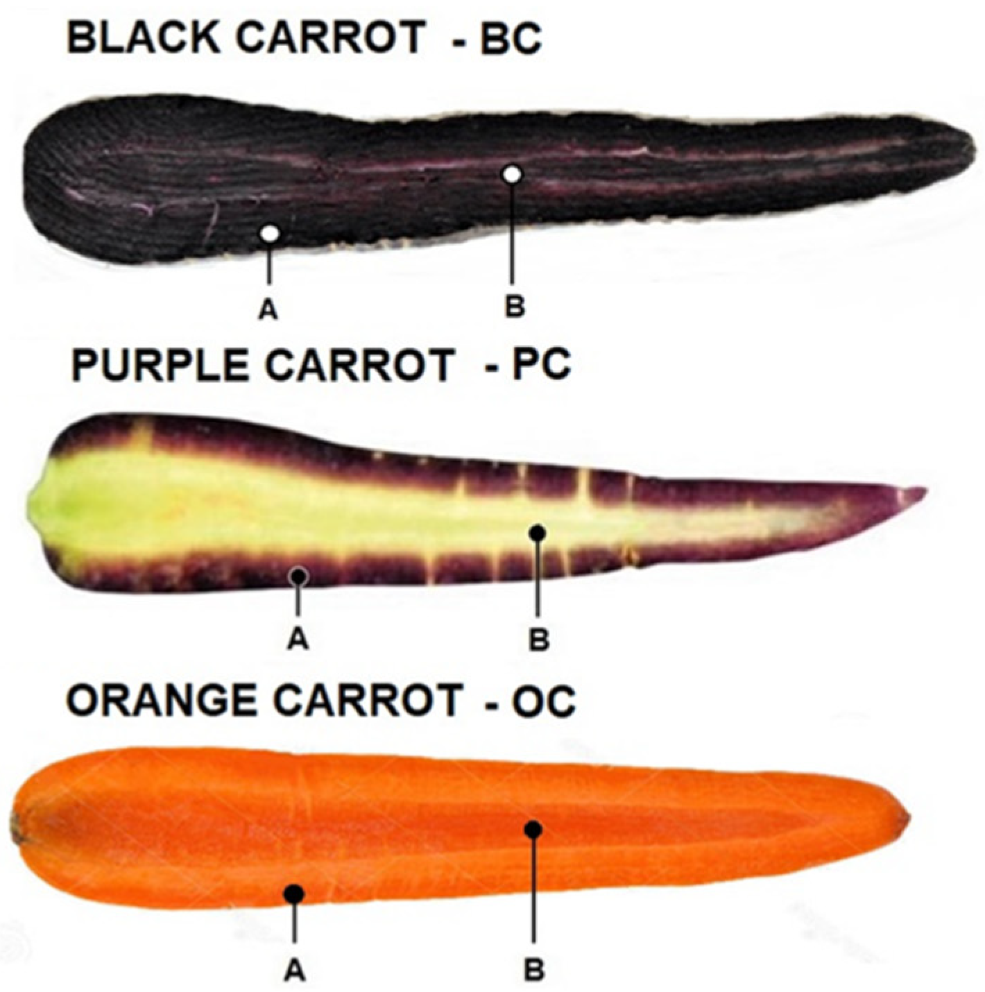 Detail Image Of Carrot Nomer 36