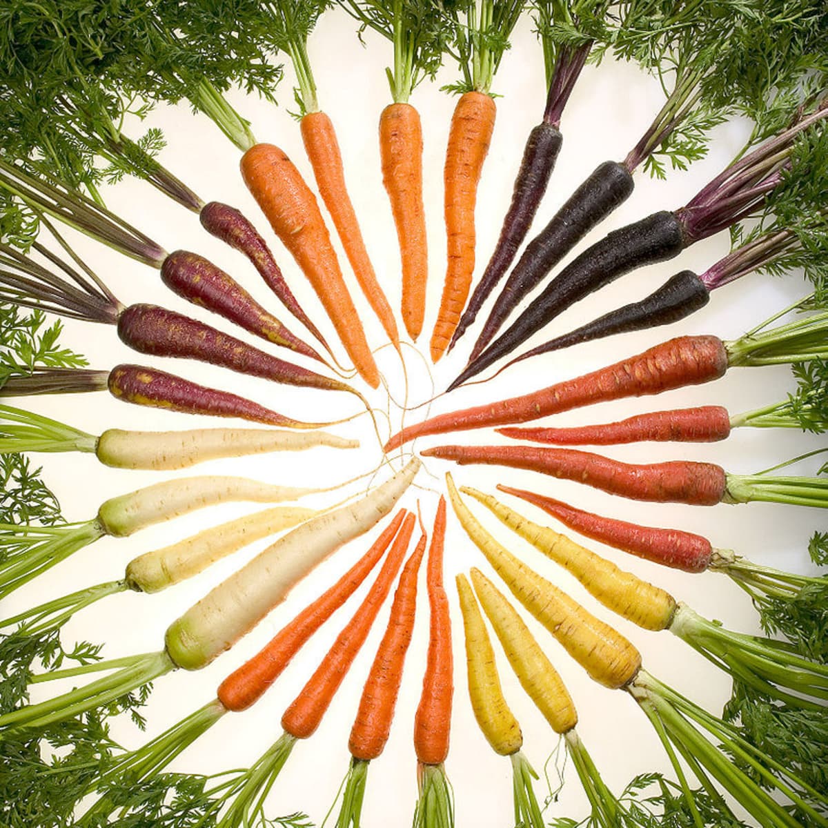 Detail Image Of Carrot Nomer 37