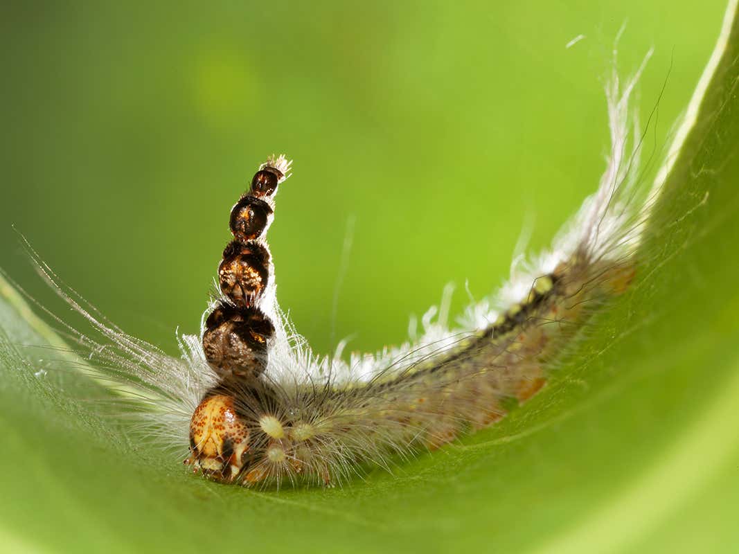 Detail Image Of Caterpillar Nomer 31