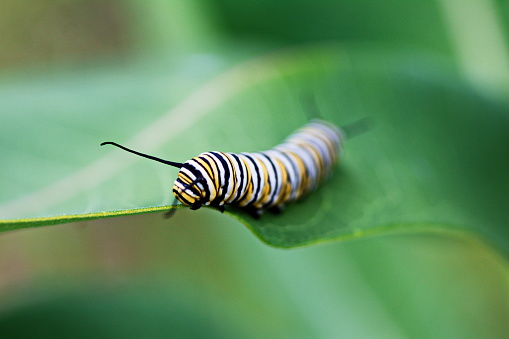 Detail Image Of Caterpillar Nomer 50