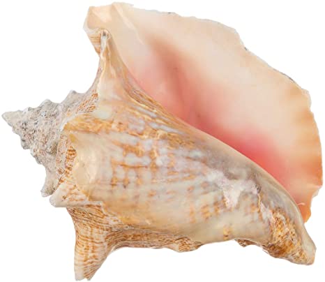 Detail Image Of Conch Nomer 13