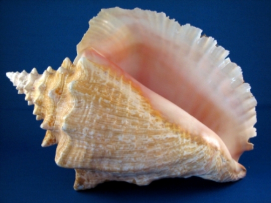 Detail Image Of Conch Nomer 25