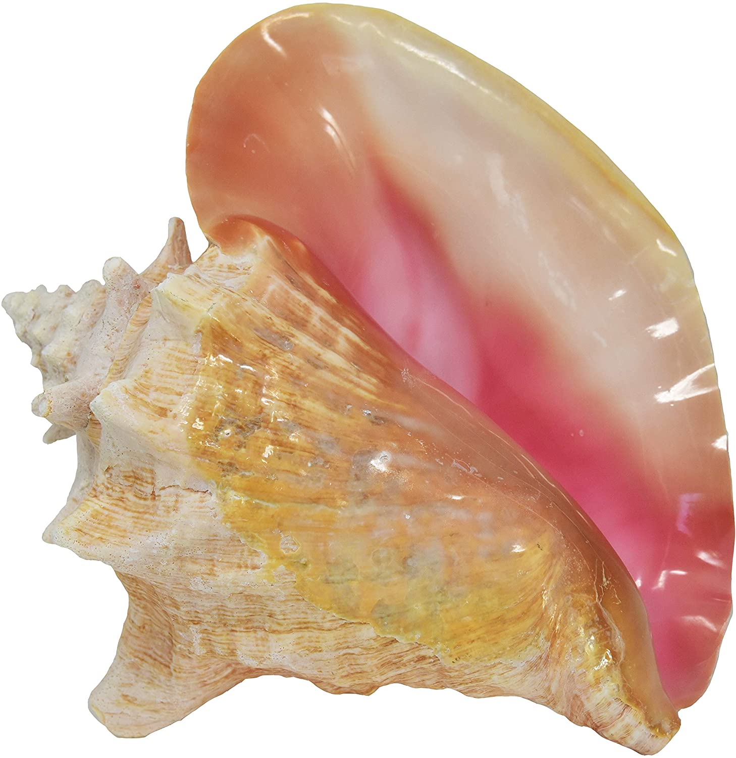 Detail Image Of Conch Nomer 27