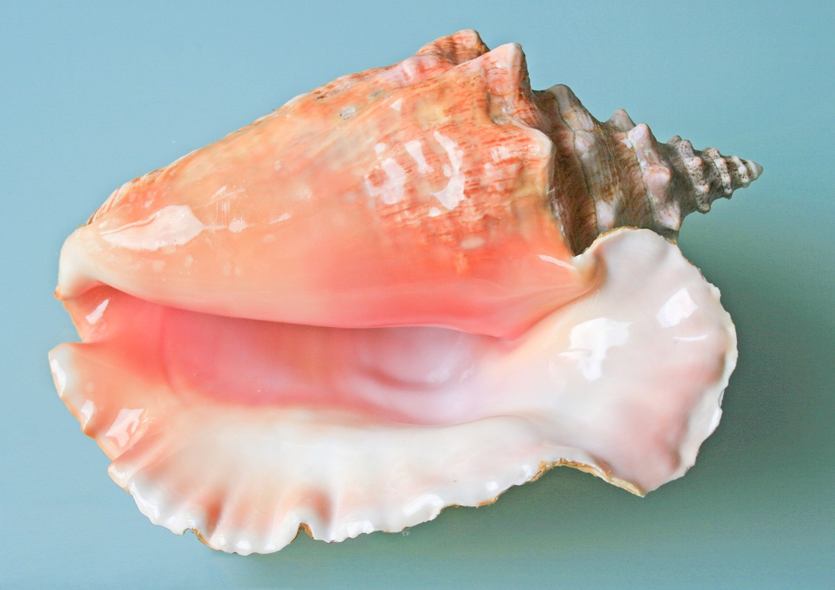 Detail Image Of Conch Nomer 53