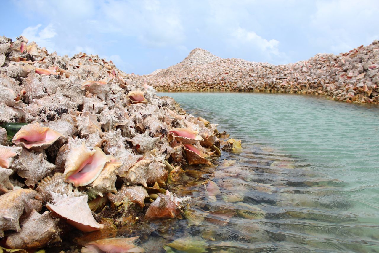 Detail Image Of Conch Nomer 56