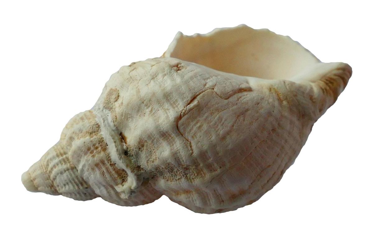 Detail Image Of Conch Nomer 7