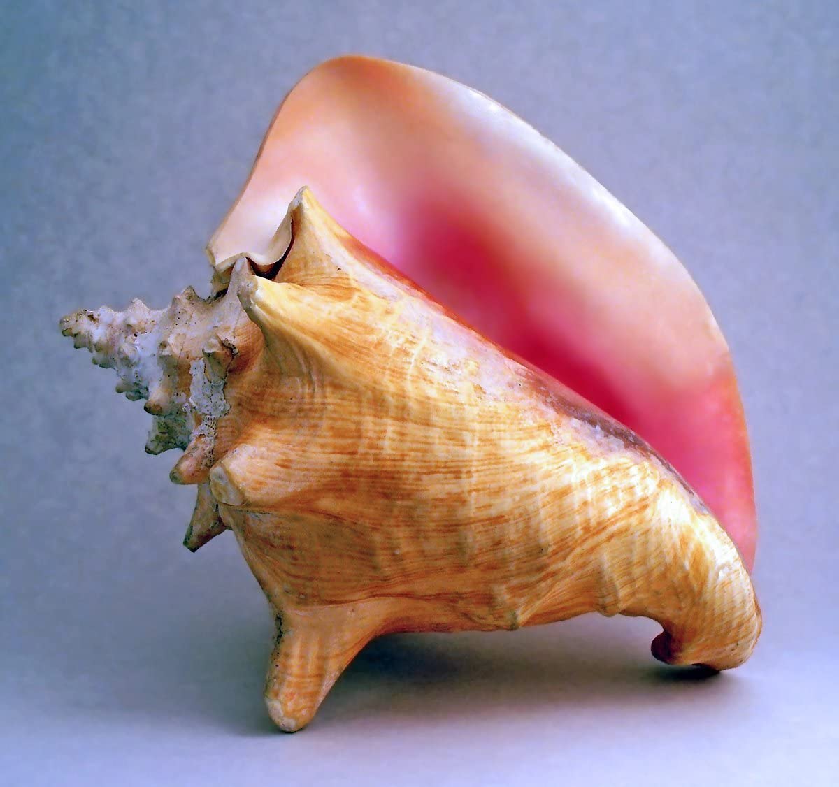 Detail Image Of Conch Nomer 10