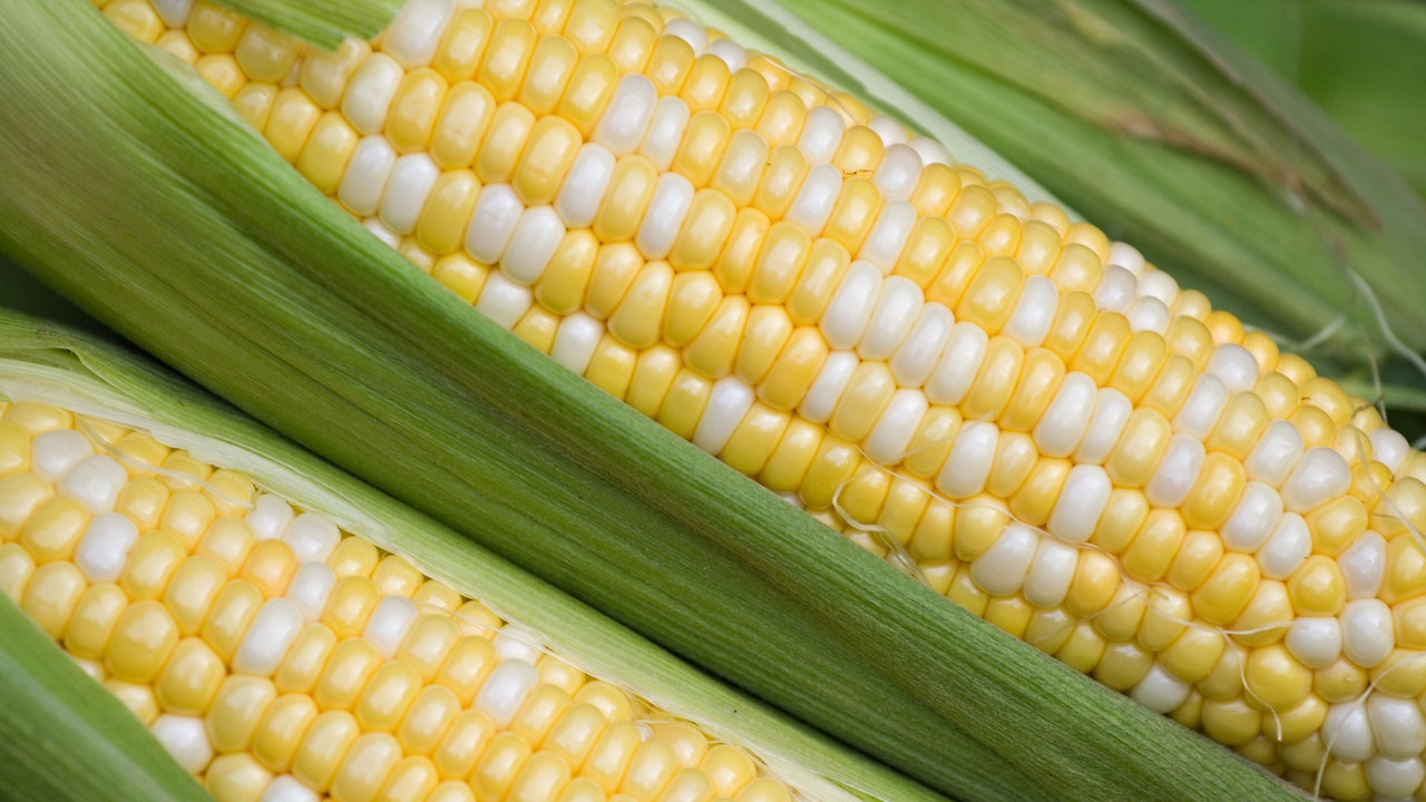 Detail Image Of Corn Nomer 23