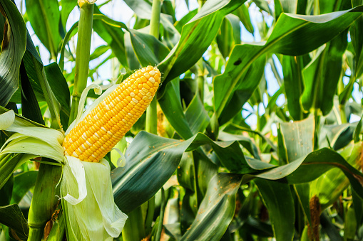 Detail Image Of Corn Nomer 39