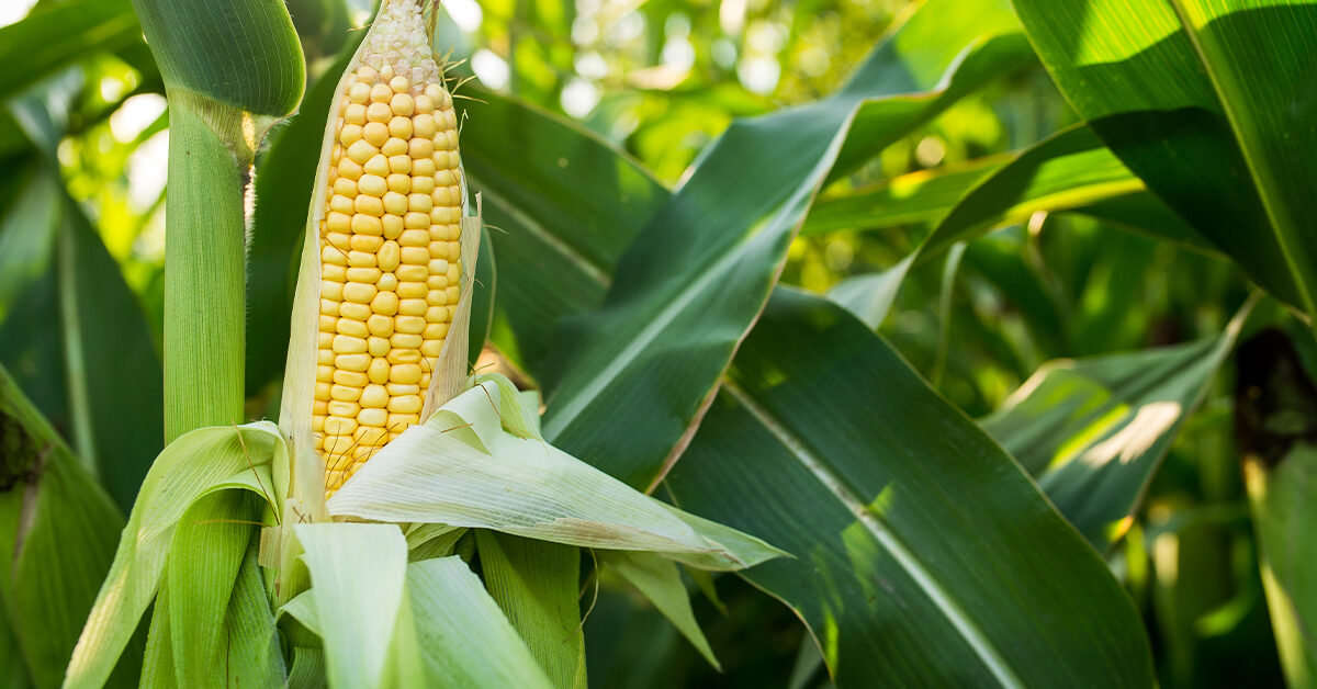 Detail Image Of Corn Nomer 9
