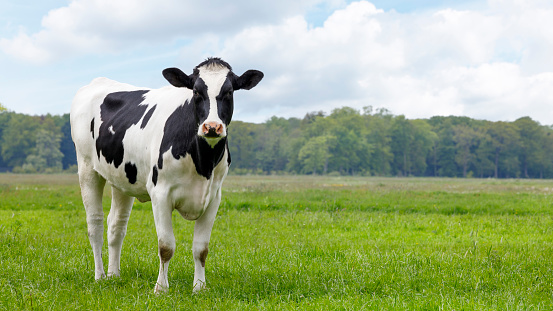 Detail Image Of Cow Nomer 7