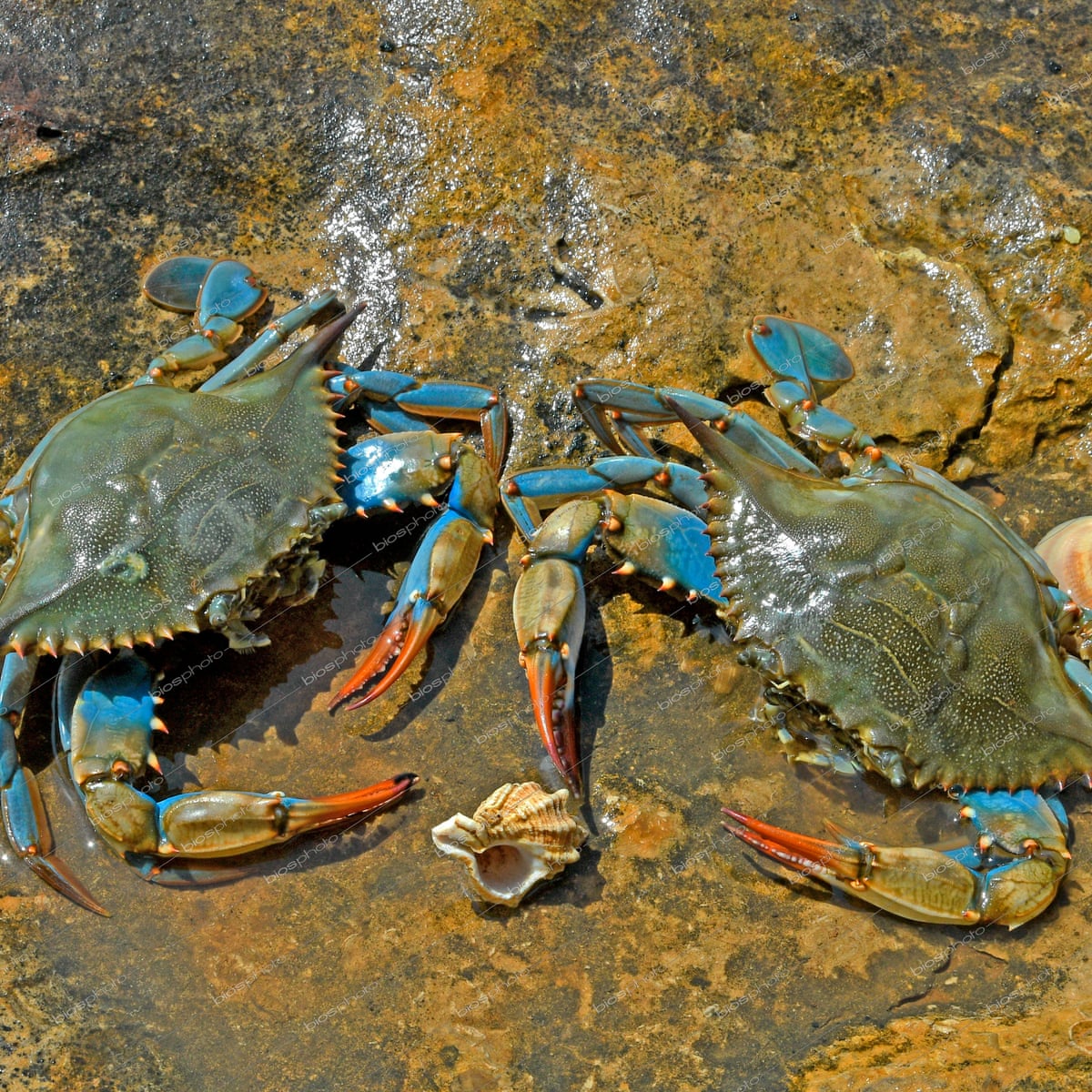 Detail Image Of Crab Nomer 15