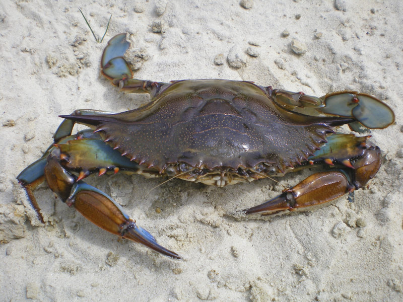 Detail Image Of Crab Nomer 27