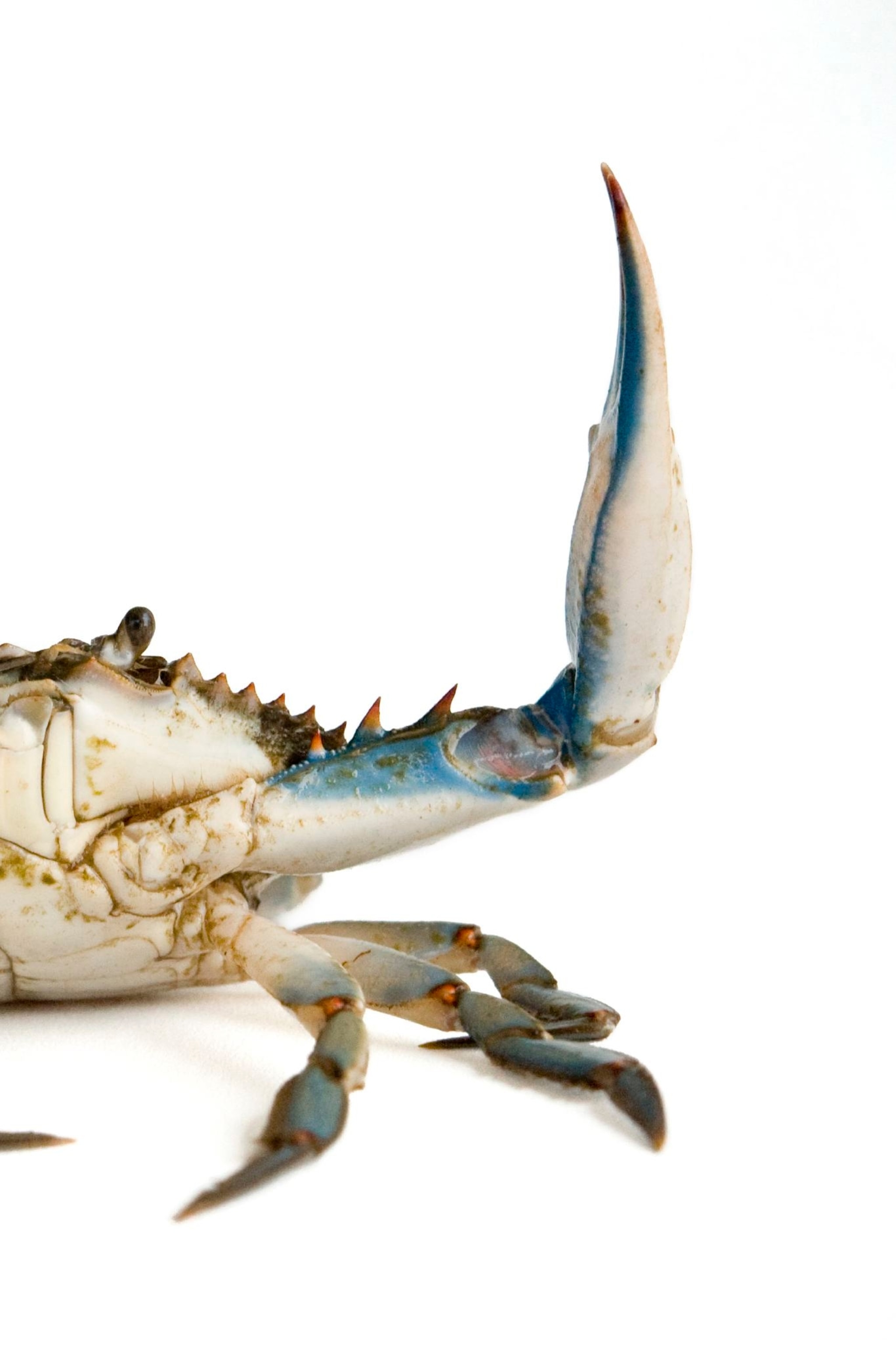 Detail Image Of Crab Nomer 37