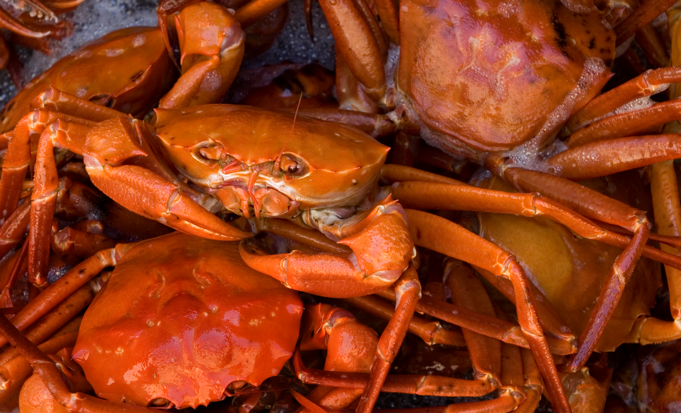 Detail Image Of Crab Nomer 52