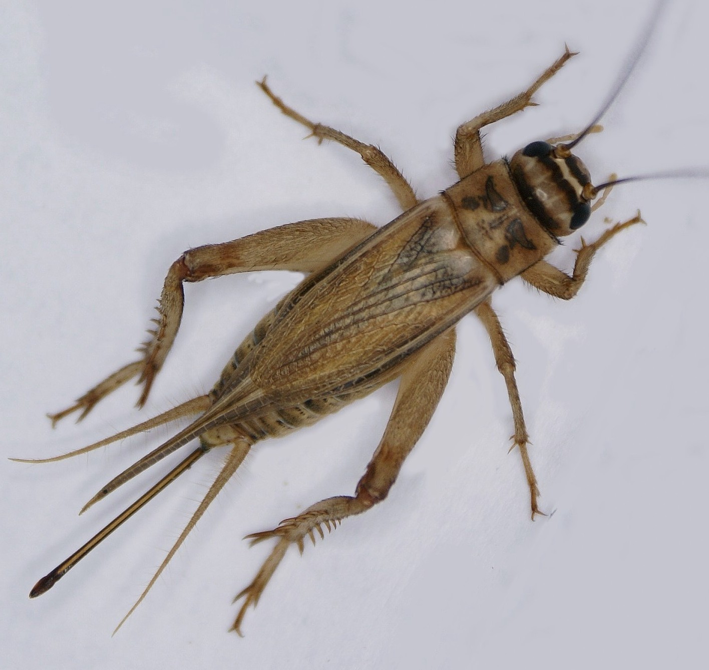 Detail Image Of Cricket Insect Nomer 2