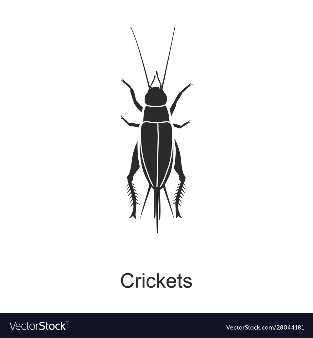 Detail Image Of Cricket Insect Nomer 49