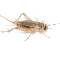 Detail Image Of Crickets Nomer 16