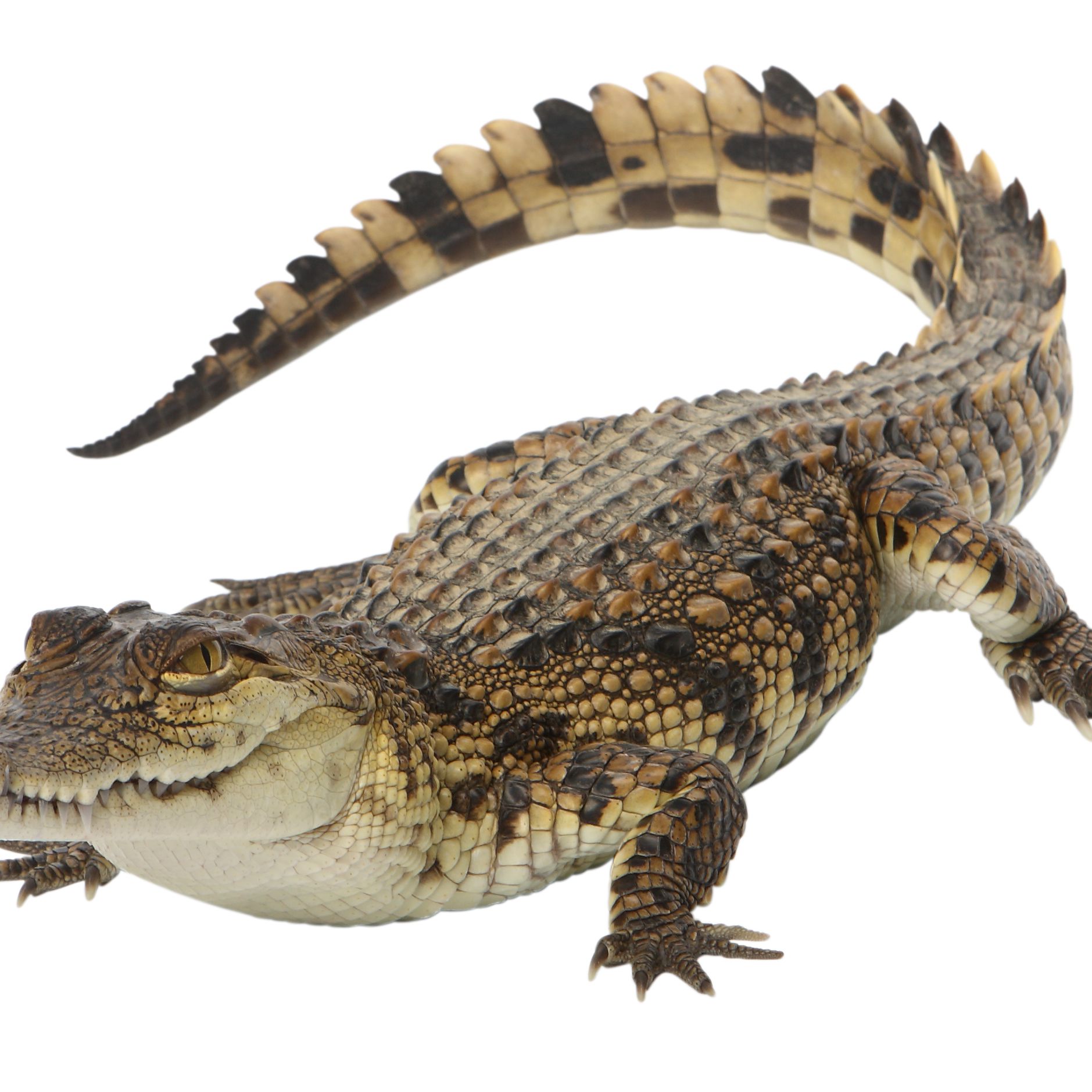 Detail Image Of Crocodile Nomer 14