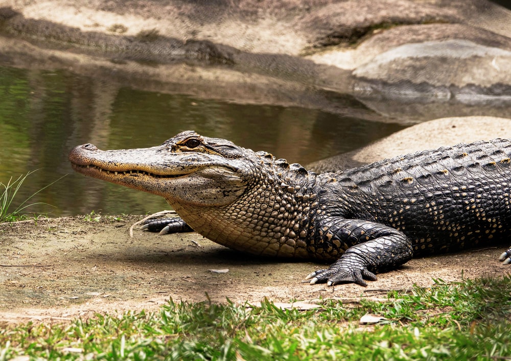 Detail Image Of Crocodile Nomer 15