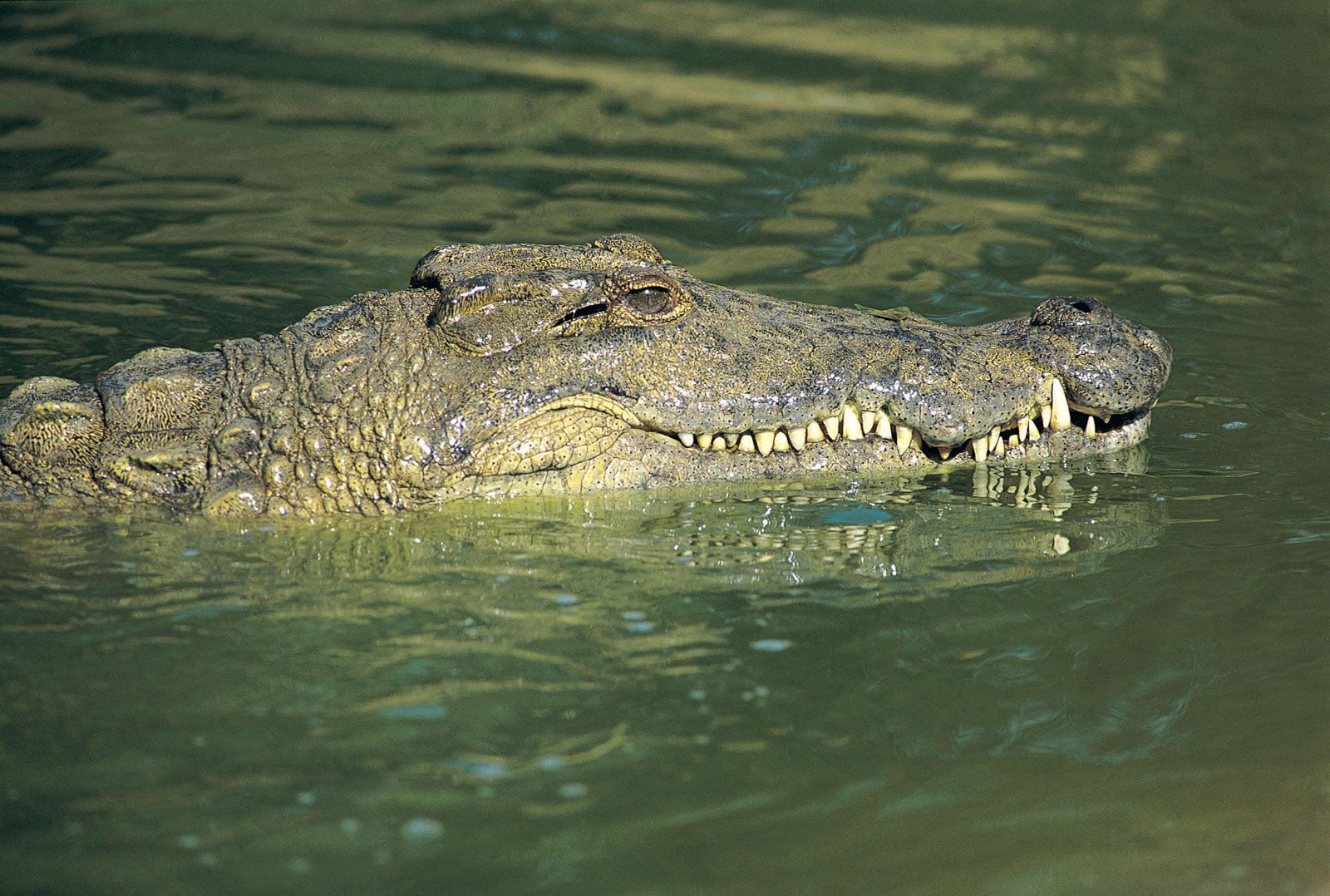 Detail Image Of Crocodile Nomer 24