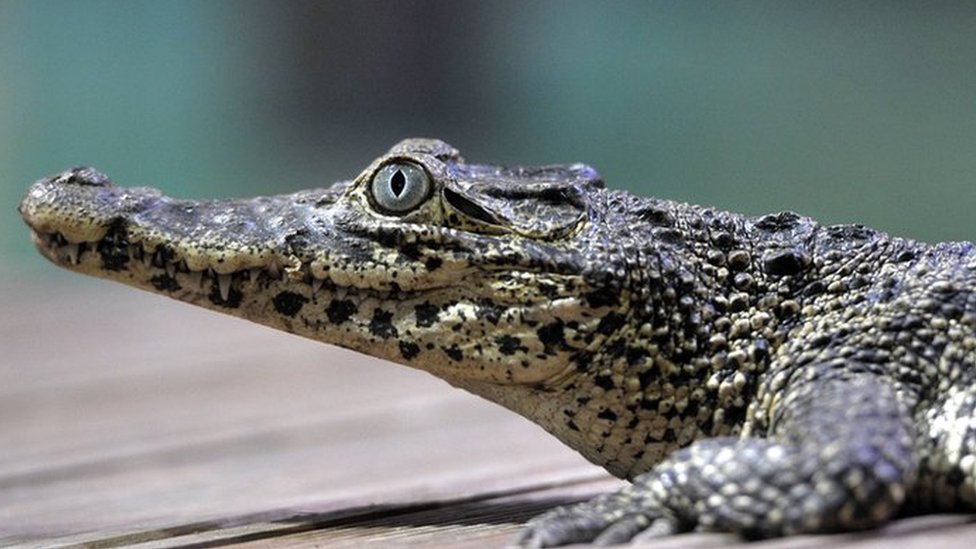 Detail Image Of Crocodile Nomer 29