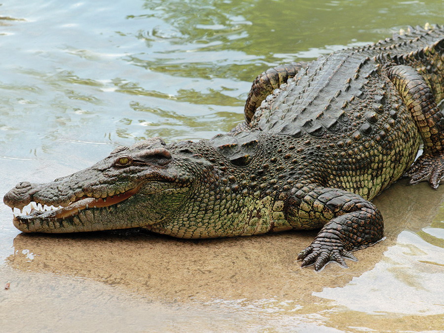 Detail Image Of Crocodile Nomer 30