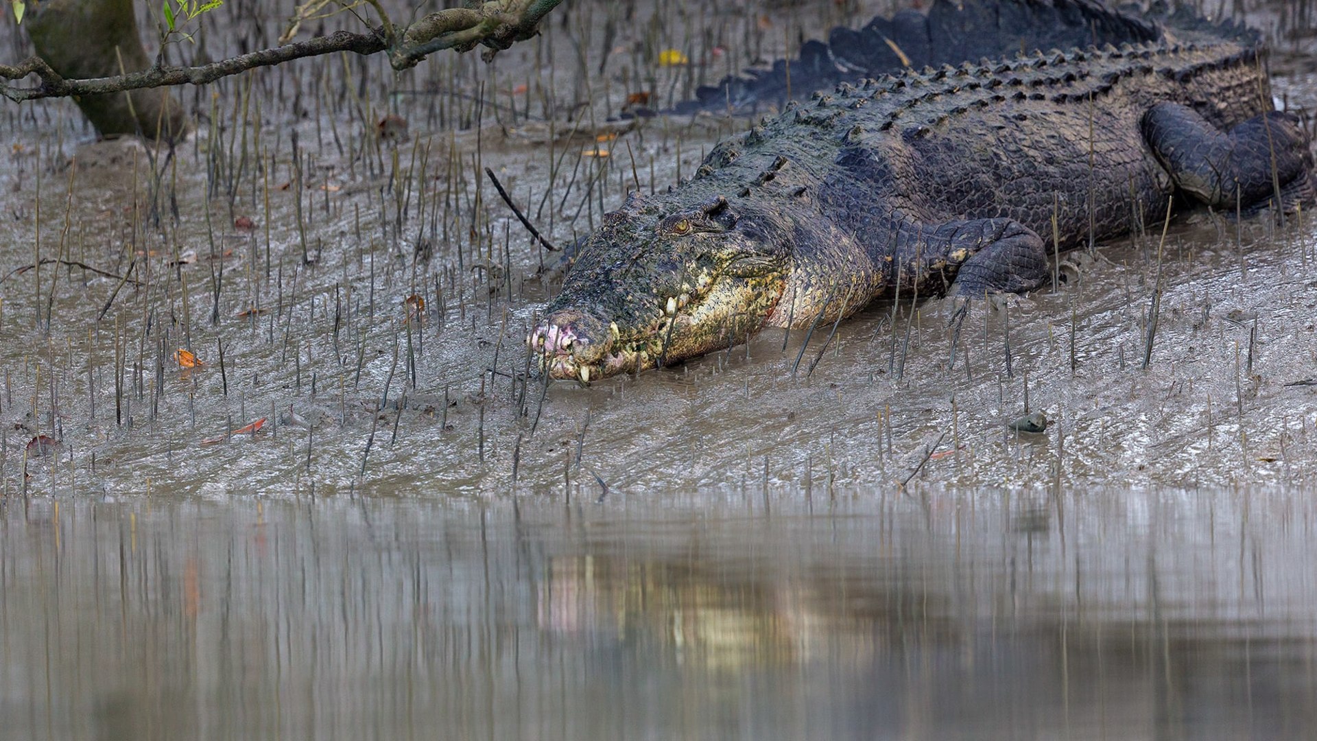 Detail Image Of Crocodile Nomer 37