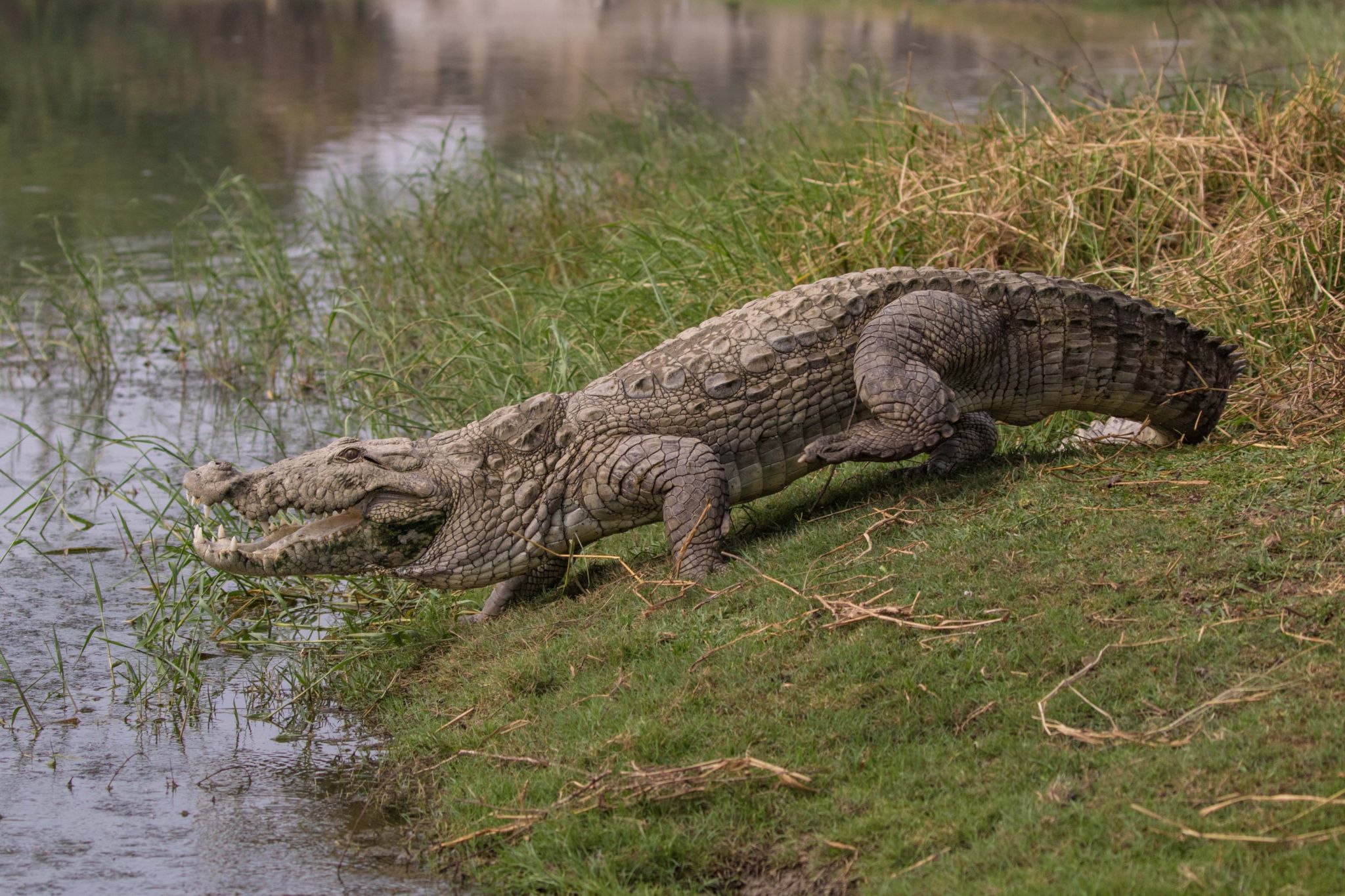 Detail Image Of Crocodile Nomer 43