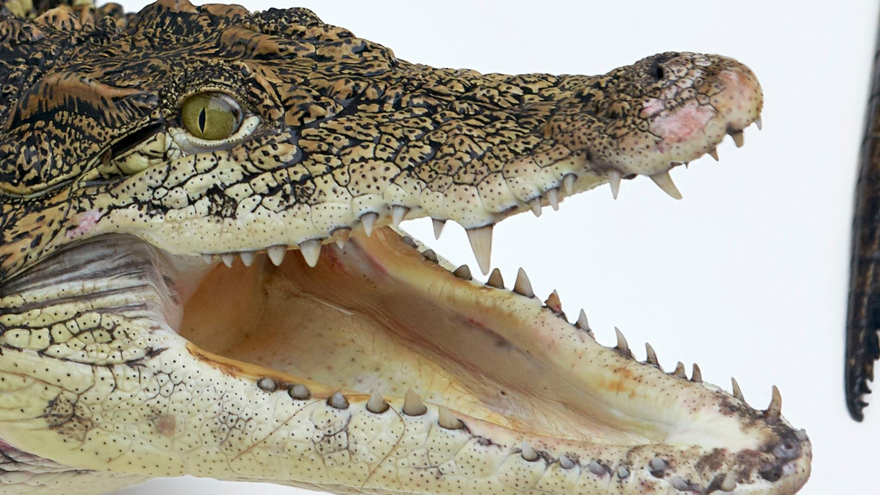 Detail Image Of Crocodile Nomer 8