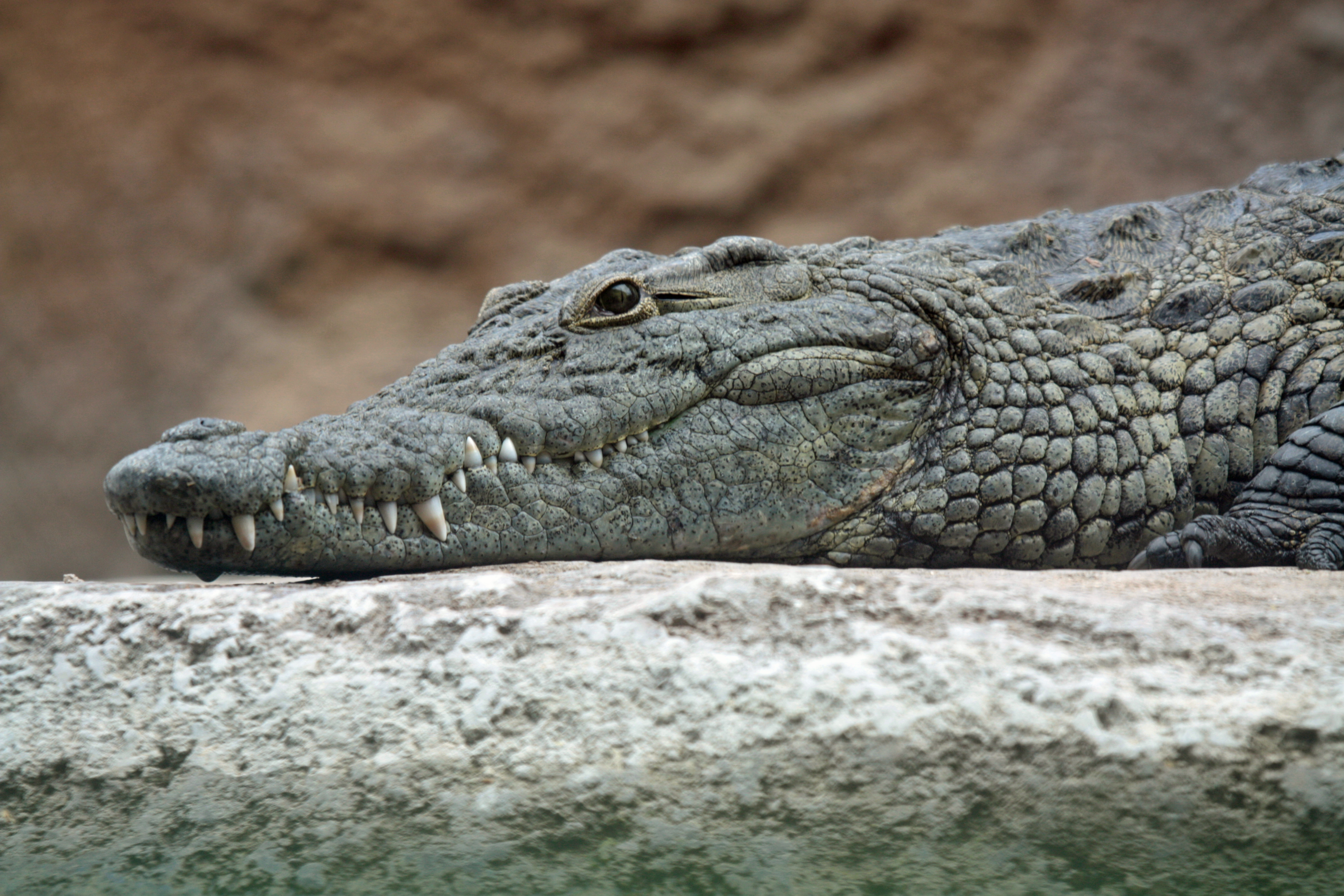 Detail Image Of Crocodile Nomer 9
