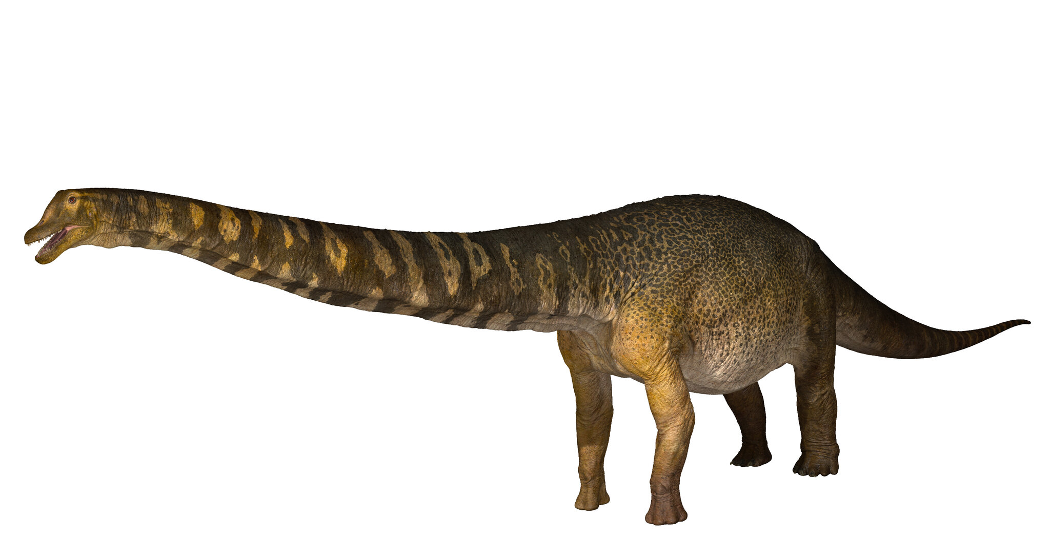 Detail Image Of Dinosaur Nomer 39