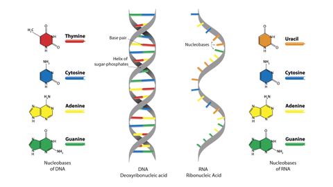 Image Of Dna Strand - KibrisPDR