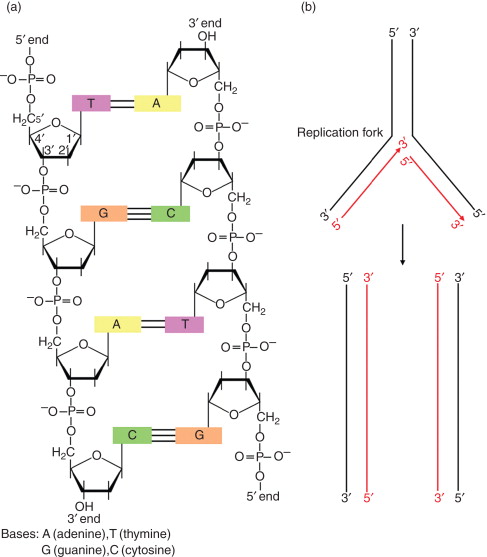 Detail Image Of Dna Strand Nomer 2