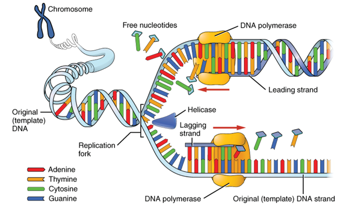 Detail Image Of Dna Strand Nomer 13