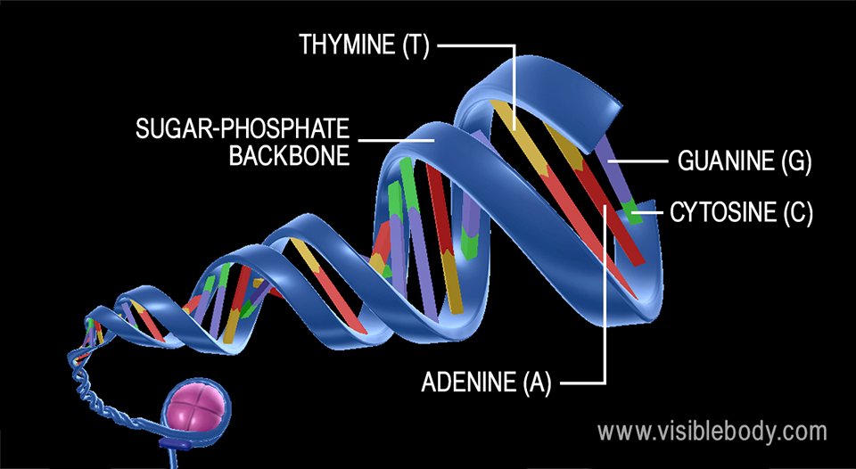 Detail Image Of Dna Strand Nomer 22