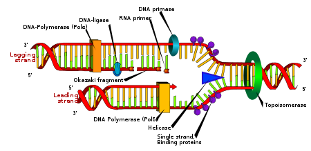 Detail Image Of Dna Strand Nomer 23