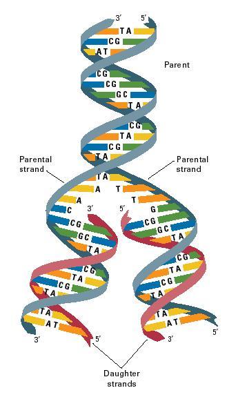 Detail Image Of Dna Strand Nomer 30