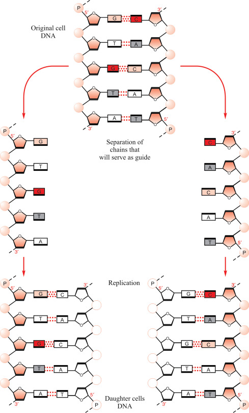 Detail Image Of Dna Strand Nomer 39
