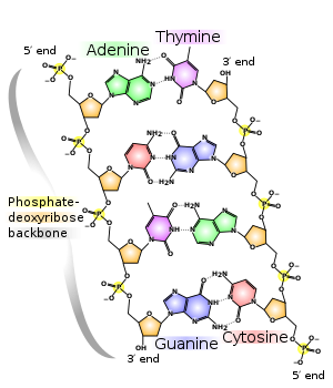 Detail Image Of Dna Strand Nomer 40