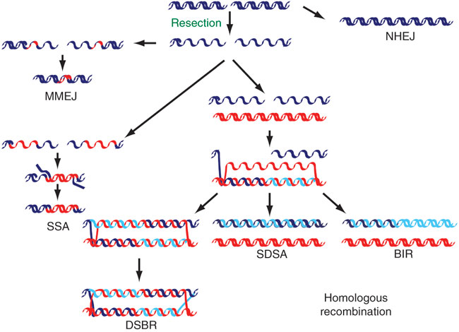 Detail Image Of Dna Strand Nomer 55