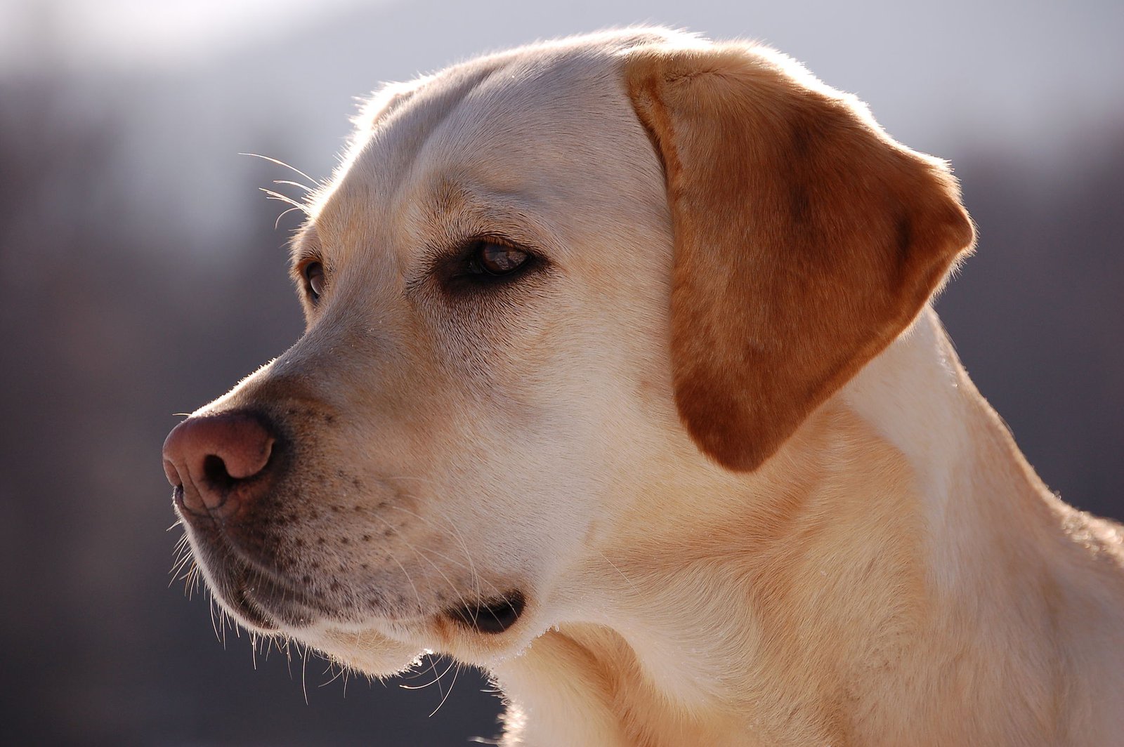 Detail Image Of Dog Nomer 46