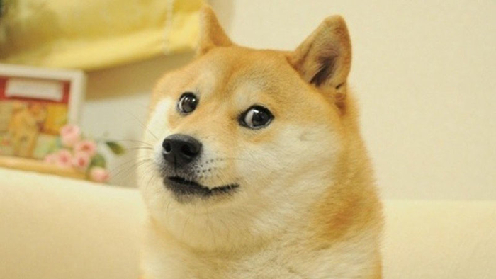 Image Of Doge - KibrisPDR