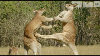Detail Image Of Donkey Punching Kangaroo Nomer 10