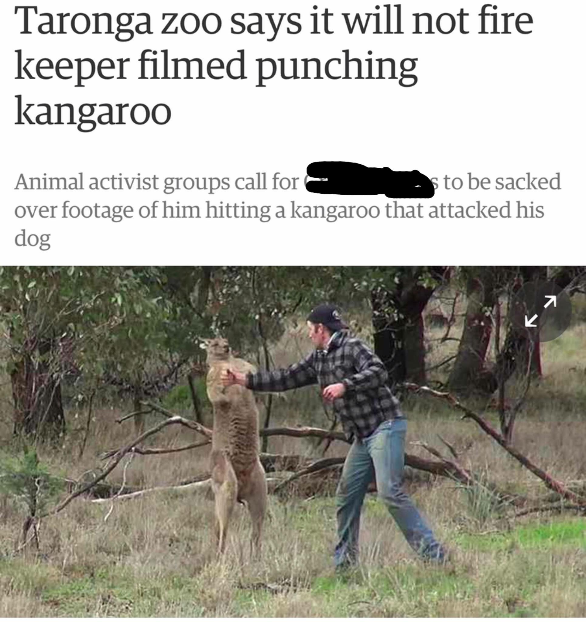 Detail Image Of Donkey Punching Kangaroo Nomer 22