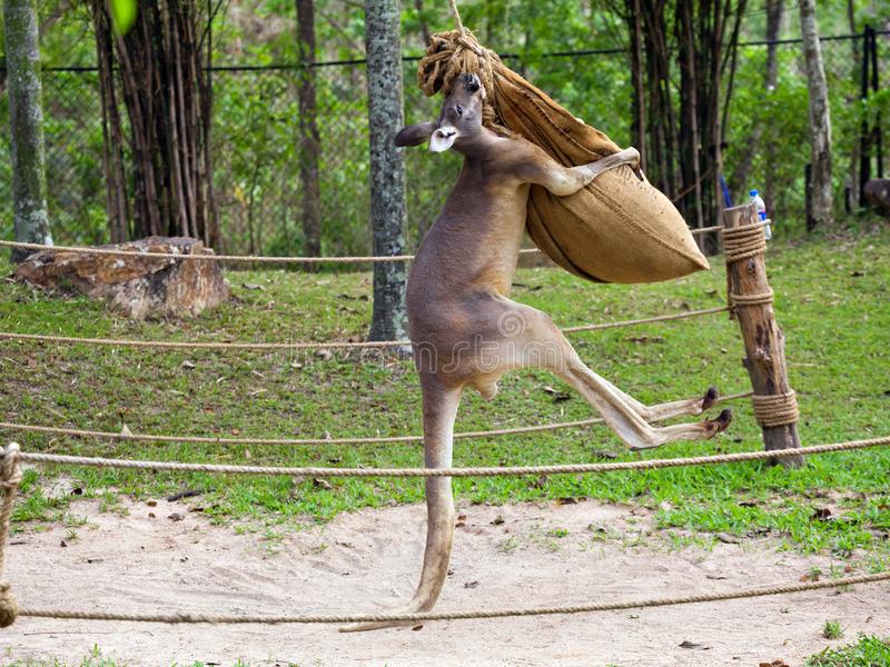 Detail Image Of Donkey Punching Kangaroo Nomer 6